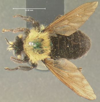 Media type: image;   Entomology 26401 Aspect: habitus dorsal view